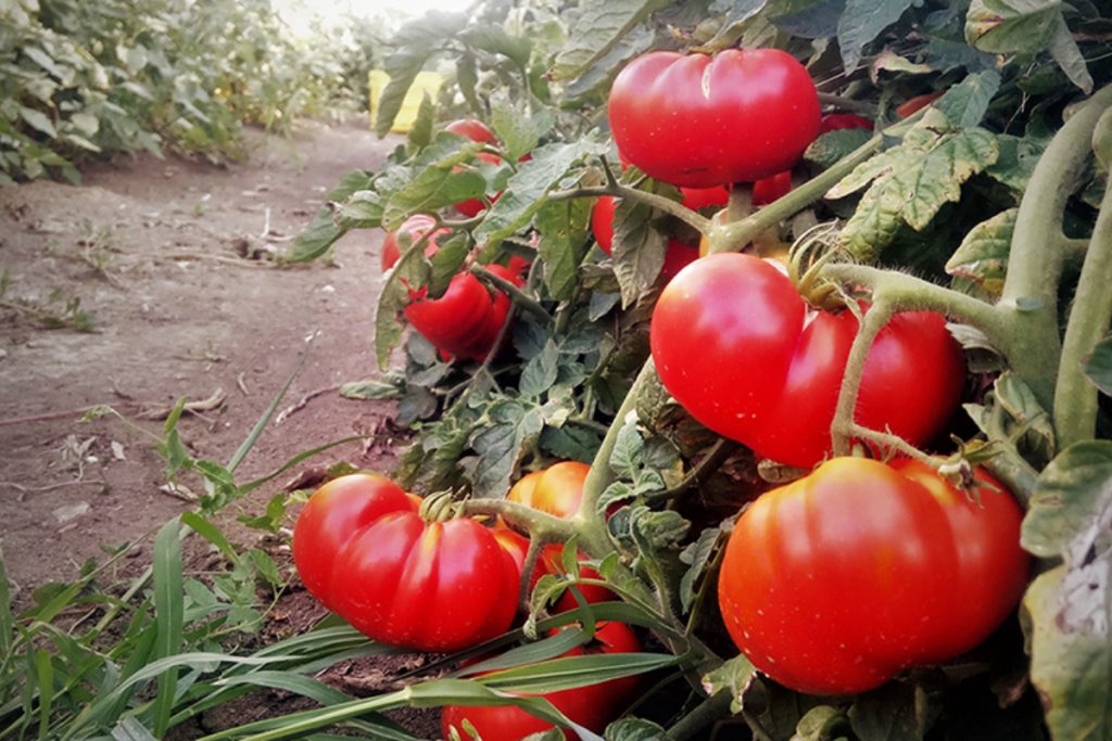 Coltivazione di Pomodoro